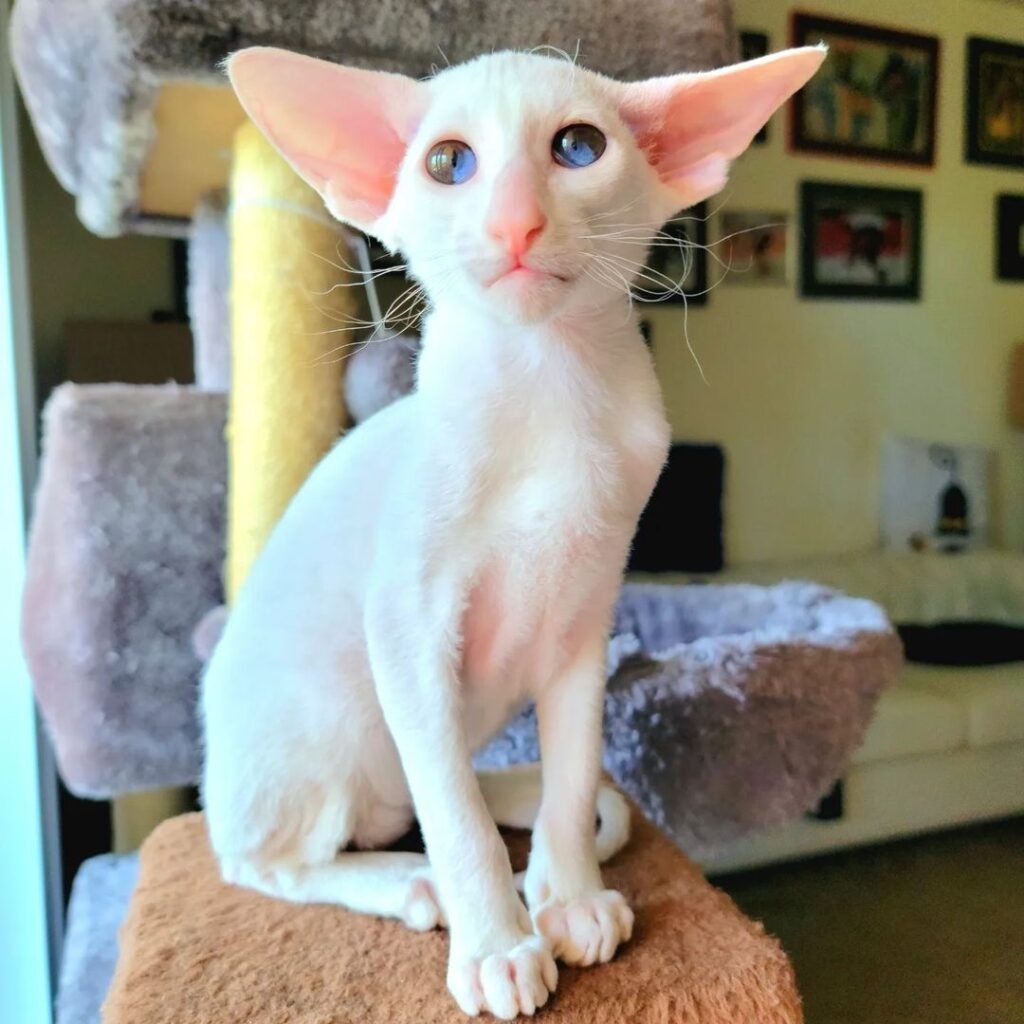 Buy peterbald kitten, Peterbald cat for sale, Peterbald for sale, Peterbald kittens for sale, Peterbald kittens for sale near me