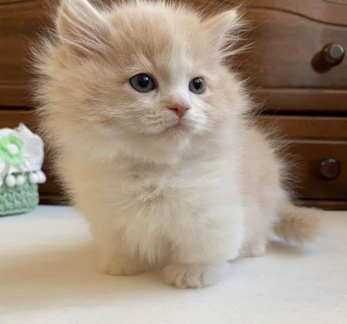 Maine Coon Kittens For Sale | Maine Coon Cats For Sale | Maine Coon Kittens Near Me | Maine Coon For Sale | Maine Coon Cats For Sale Near Me