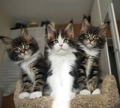 Maine Coon Kittens For Sale | Maine Coon Cats For Sale | Maine Coon Kittens Near Me | Maine Coon For Sale | Maine Coon Cats For Sale Near Me