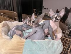 Sphynx Cat For Sale | Sphynx Cats For Sale | Sphynx Cat Price | Sphynx Kittens For Sale | Sphynx Cat For Sale Near Me